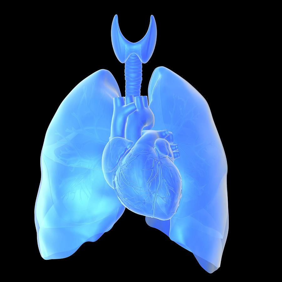 Heart And Lungs Photograph by Alfred Pasieka/science Photo Library ...