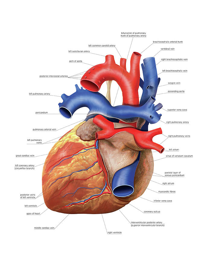 Heart #3 Photograph by Asklepios Medical Atlas