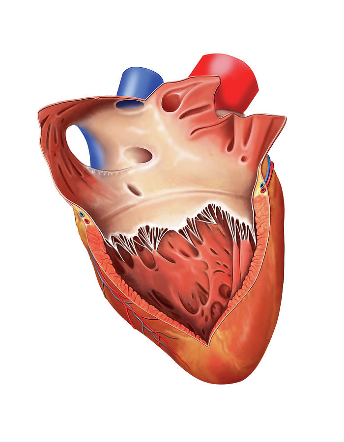 Heart Atrium And Ventricle #3 Photograph by Asklepios Medical Atlas