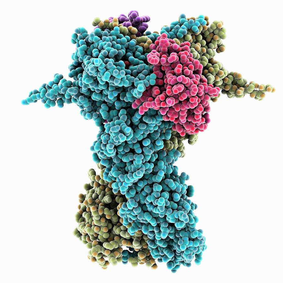 Biochemical Photograph - Heat Shock Protein 90 Chaperone Complex #3 by Laguna Design