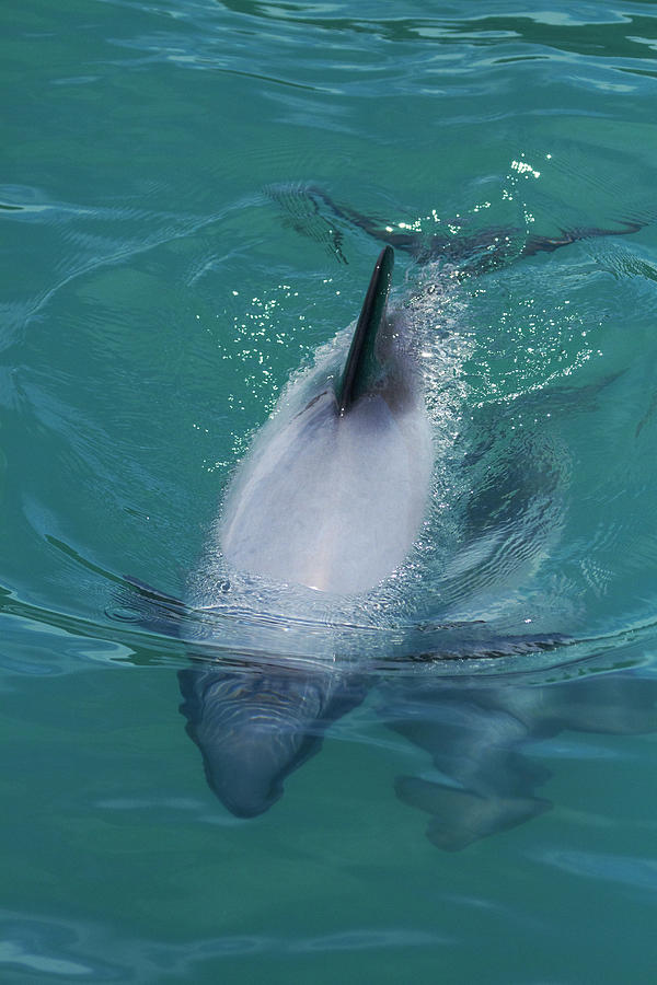 Wildlife Photograph - Hectors Dolphin (cephalorhynchus #3 by David Wall