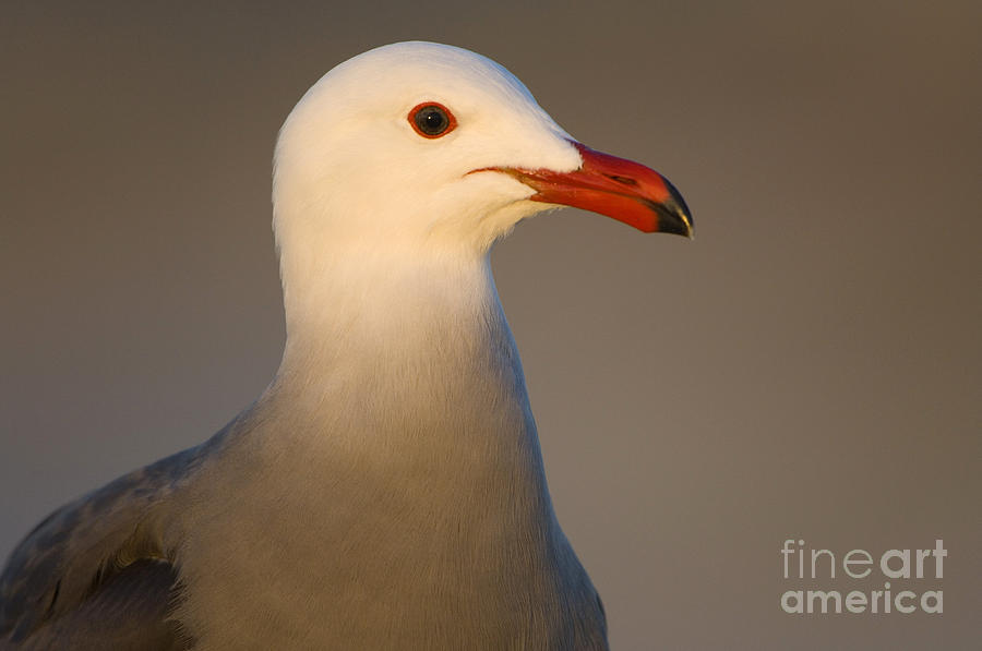 Heermanns Gull Photograph by John Shaw - Fine Art America