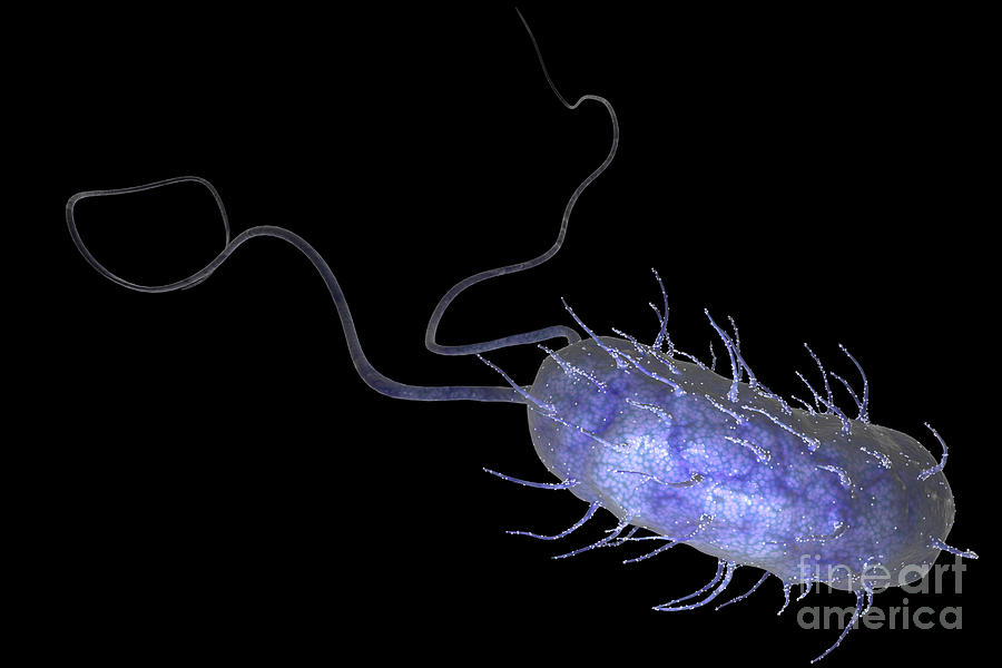 Pathogenic Photograph - Helicobacter Pylori #3 by Science Picture Co