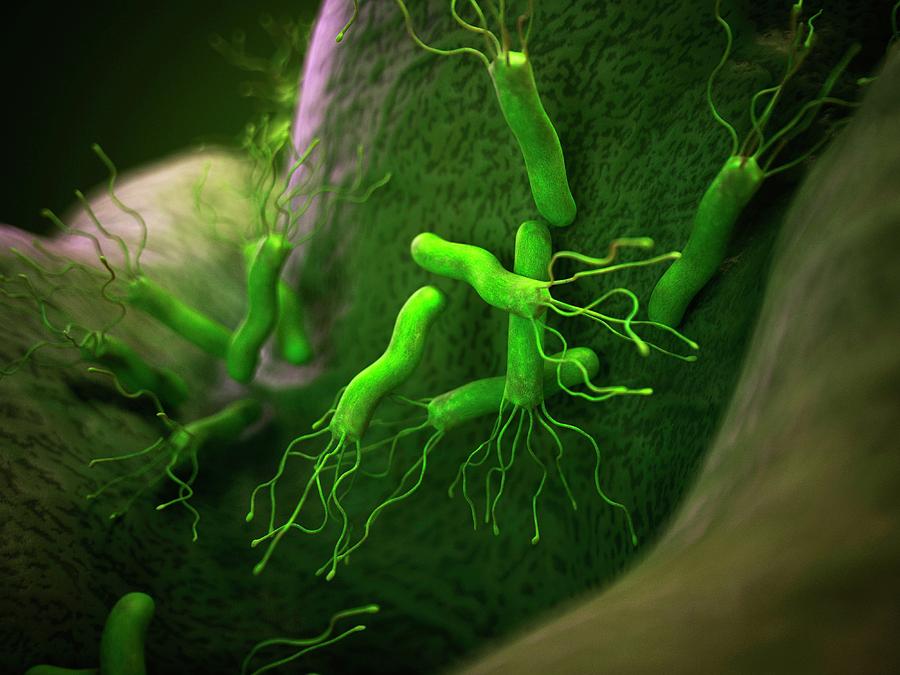 Helicobacter Pyloris Bacteria Photograph By Sebastian Kaulitzki Science Photo Library Fine Art