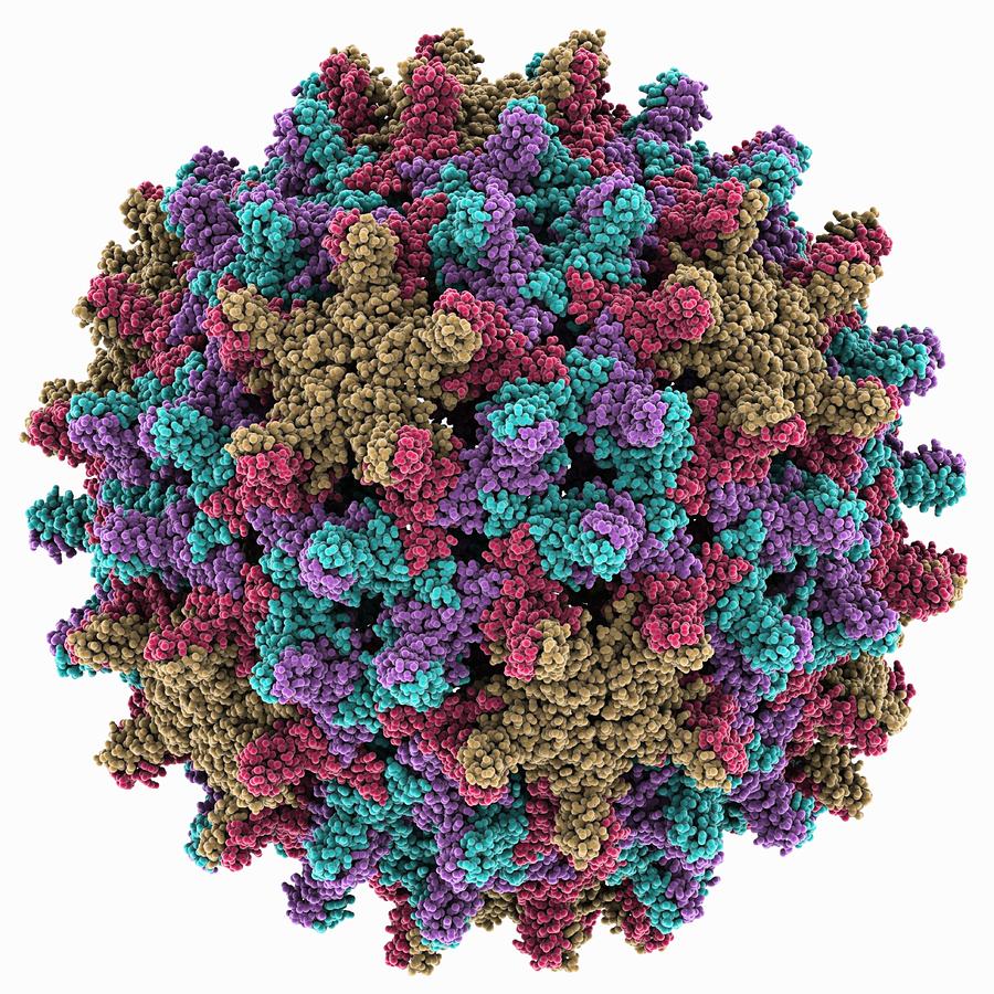 Hepatitis B Virus Capsid, Molcular Model Photograph By Science Photo ...