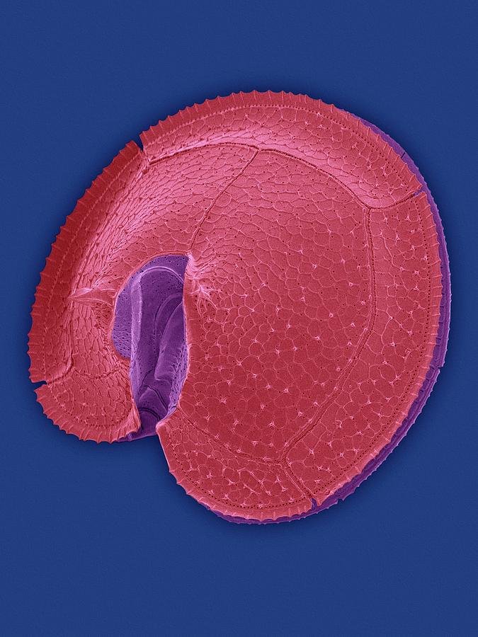 Heterotrophic Dinoflagellate Protoperidinium Sp. #3 Photograph by Dennis Kunkel Microscopy/science Photo Library