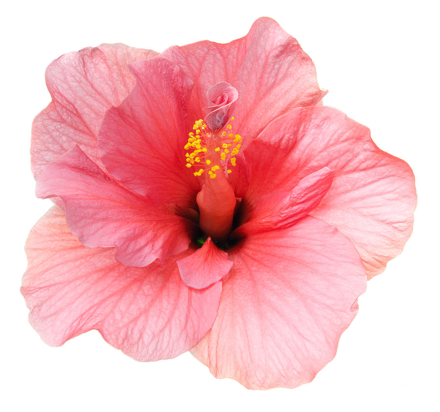 Hibiscus. #3 Photograph by Vidok
