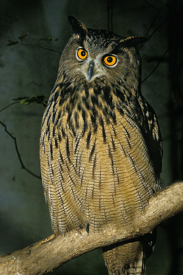 Hibou Grand Duc Deurope Bubo Bubo Photograph By Gerard Lacz