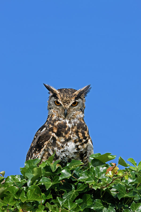 Hibou Grand Duc Du Cap Bubo Capensis Photograph By Gerard Lacz