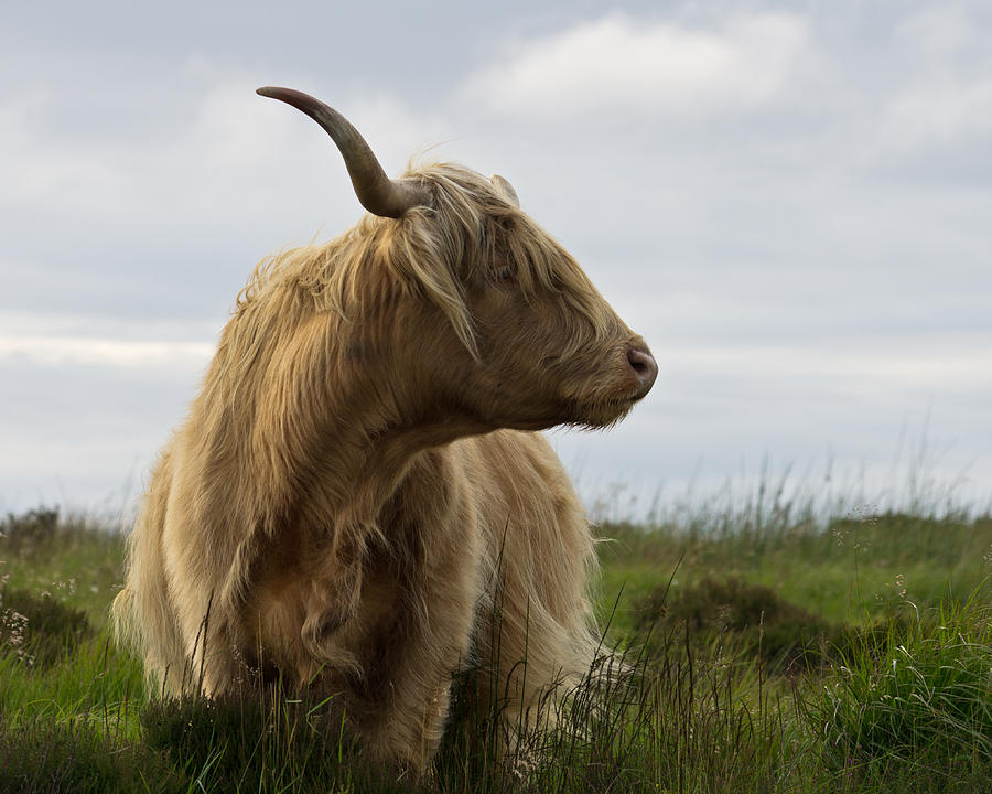 Highland Cow on Exmoor #3 Photograph by Pete Hemington