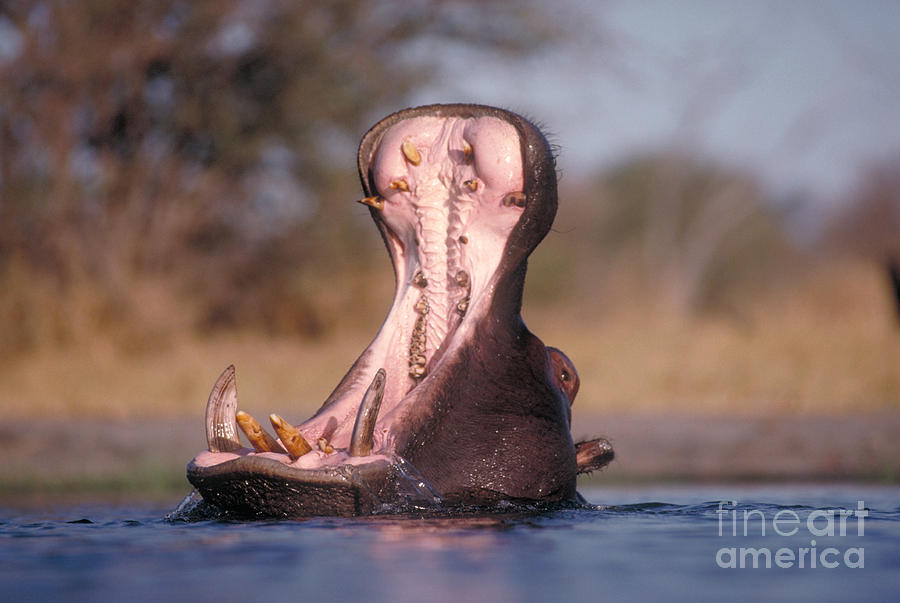 Hippopotamus #3 Photograph by Gregory G. Dimijian