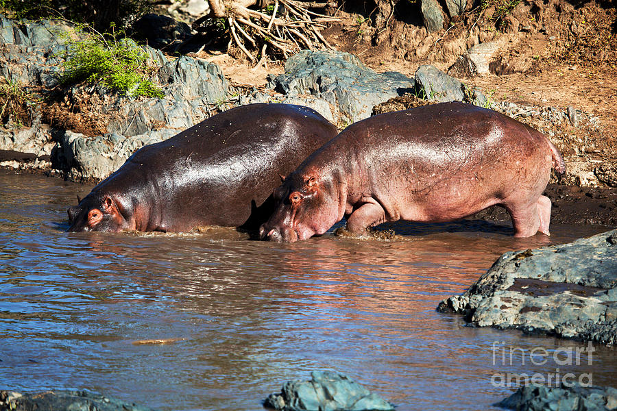 Hippopotamus Photograph - Hippopotamus in river. Serengeti. Tanzania #3 by Michal Bednarek
