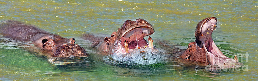 3 Hippos Having Fun  Photograph by Jim Fitzpatrick