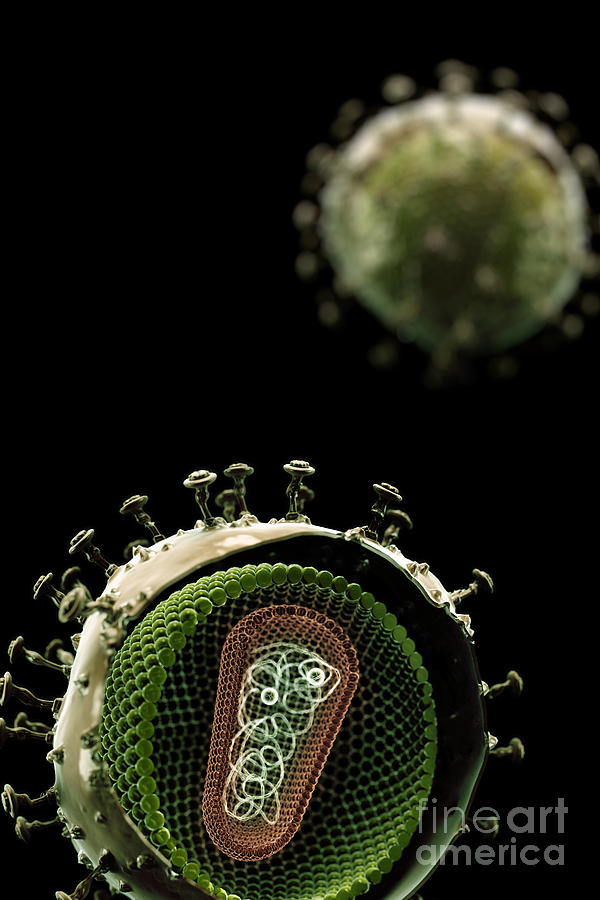 Hiv Structure #3 Photograph by Science Picture Co