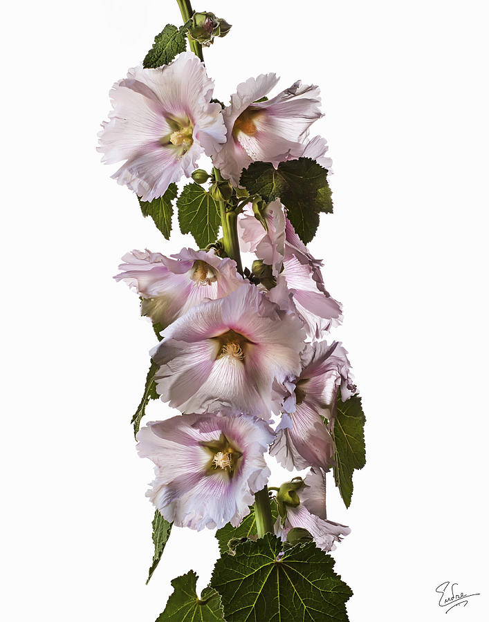 Hollyhock Photograph by Endre Balogh