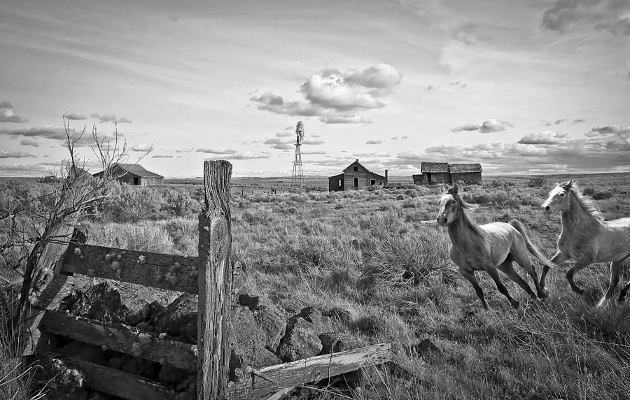 Home on The Range #1 Photograph by Steve McKinzie