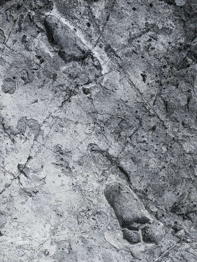 Hominid Footprints #3 Photograph by Javier Trueba/msf/science Photo Library