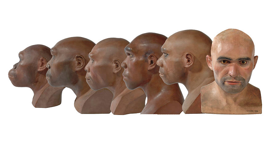 Hominid Reconstruction Sequence #3 Photograph by Natural History Museum, London/science Photo Library