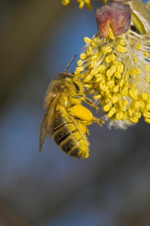 Honey Bee Collecting Pollen Photograph By Science Photo Library Pixels 8488