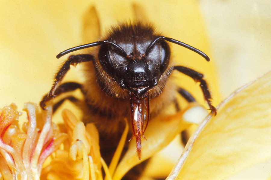 Insects Photograph - Honeybee #3 by Harry Rogers