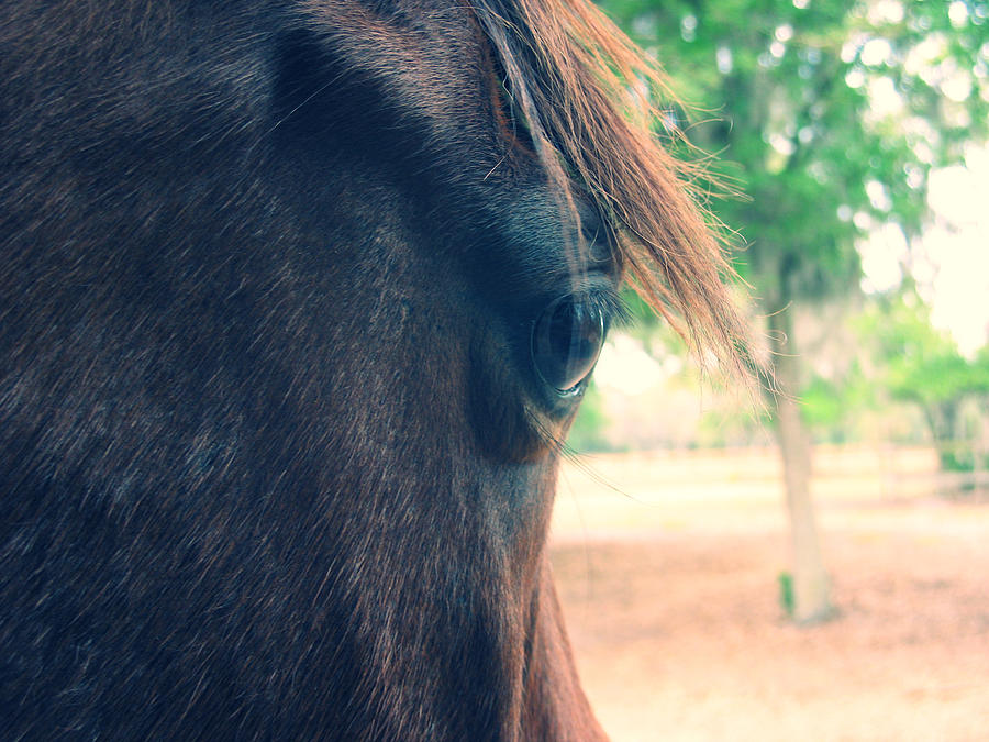 Horse Eye #3 Photograph by Larah McElroy