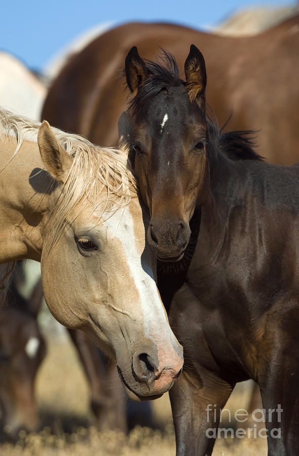 Horses Photograph by John Shaw - Fine Art America