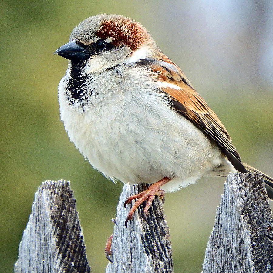 Sparrow Photograph - House Sparrow #4 by David G Paul