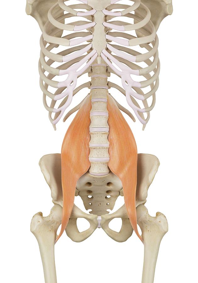 Human Abdominal Muscles Photograph by Sciepro - Pixels