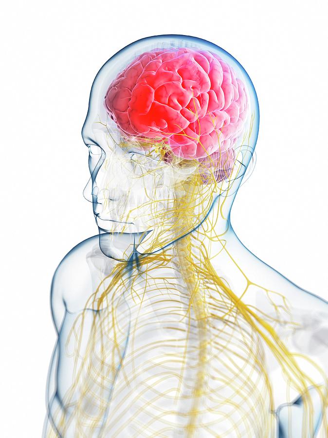 Illustration Photograph - Human Brain Anatomy #3 by Sebastian Kaulitzki