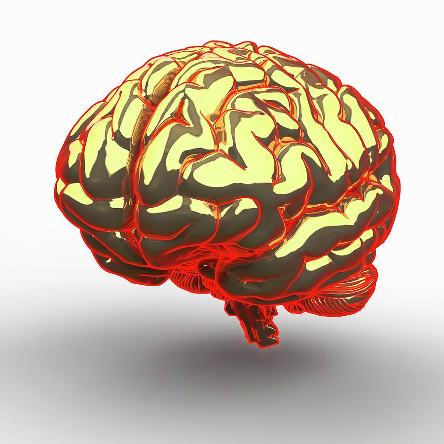 Illustration Photograph - Human Brain #3 by Laguna Design