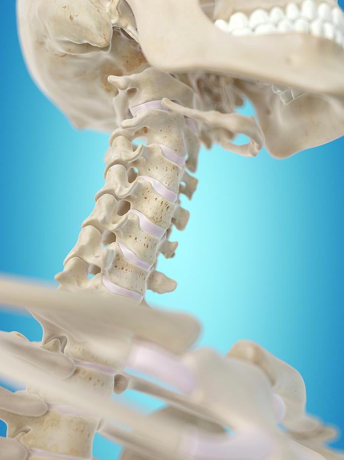 Human Cervical Spine Photograph By Sciepro Pixels