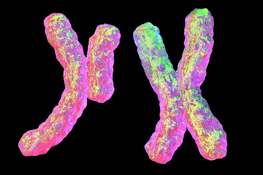 Human Chromosomes Photograph By Kateryna Kon Science Photo Library Pixels