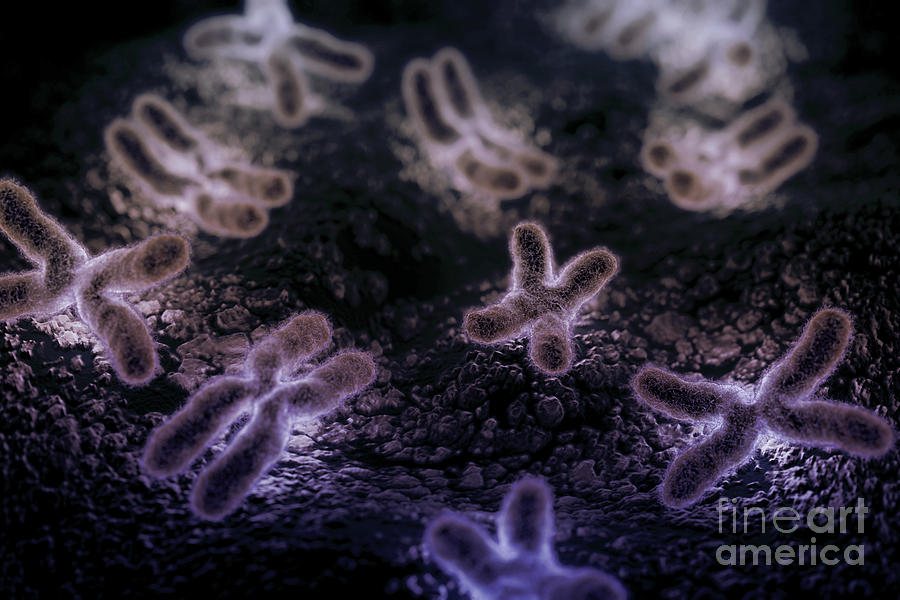 Human Chromosomes #3 Photograph by Science Picture Co