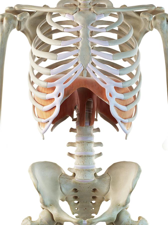 Human Diaphragm #3 Photograph by Sciepro