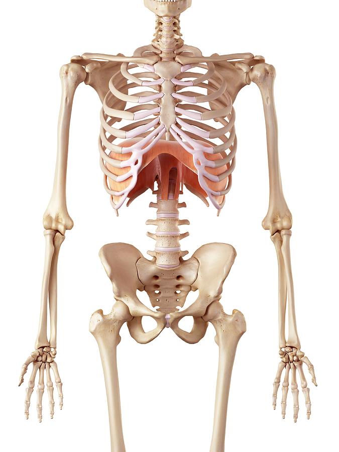Human Diaphragm #3 Photograph by Sebastian Kaulitzki/science Photo Library