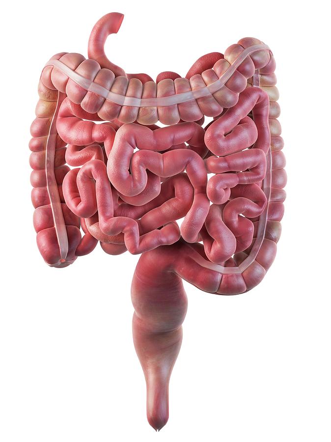 Human Digestive System Photograph by Sciepro - Fine Art America