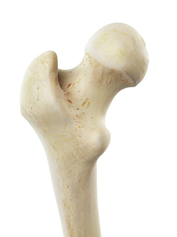 human femur bones