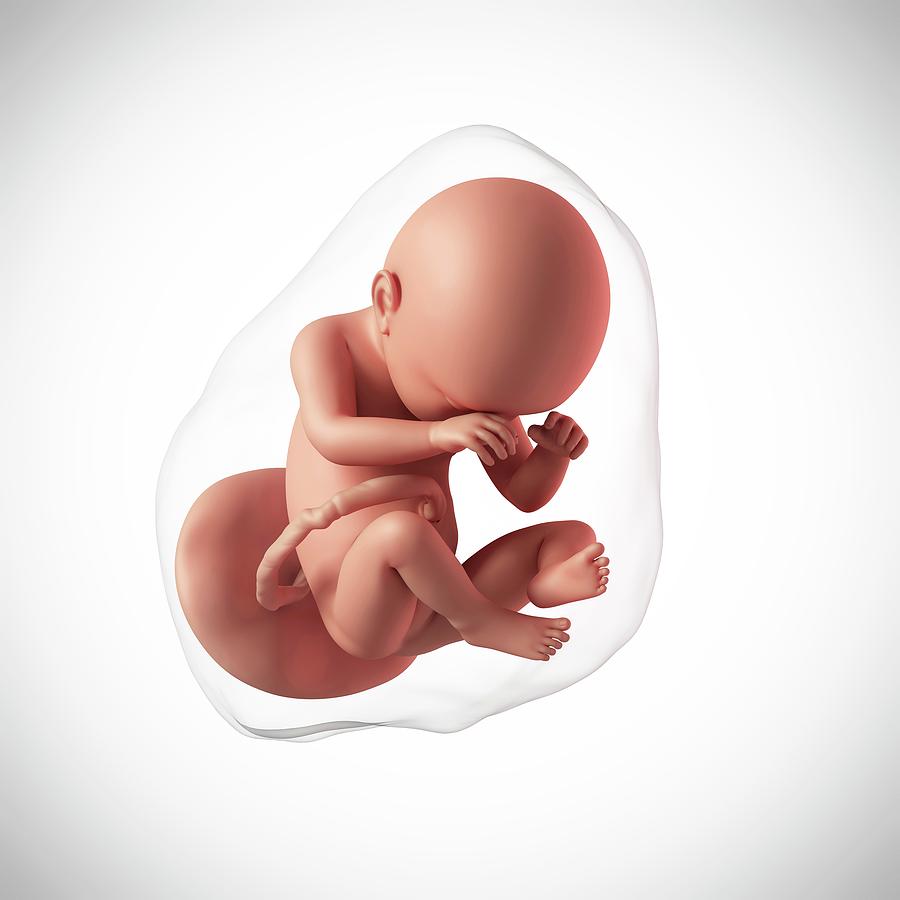 Эмбрион человека 38 недель