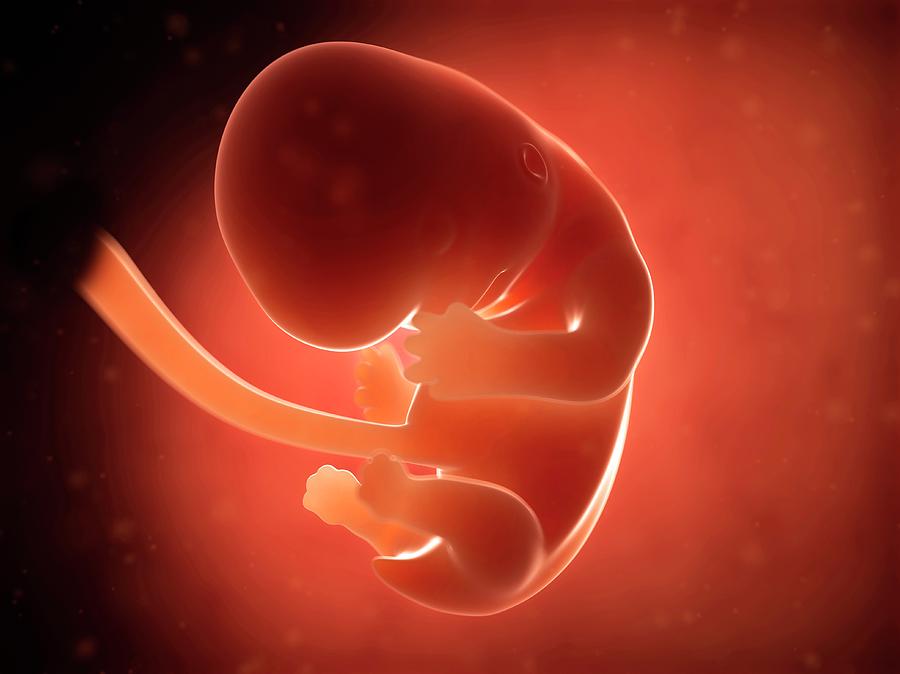 Human Fetus At 2 Months Photograph by Sebastian Kaulitzki Pixels