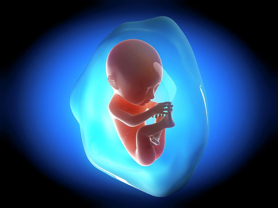 Human Fetus At 6 Months Photograph by Sebastian Kaulitzki Fine Art