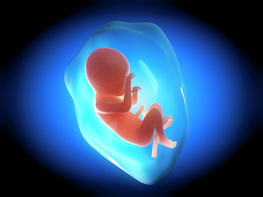 Human Fetus At 7 Months #3 Photograph by Sebastian Kaulitzki