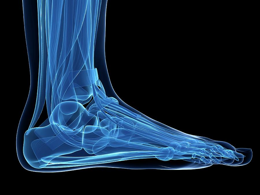 Human Foot Anatomy Photograph by Sebastian Kaulitzki - Fine Art America