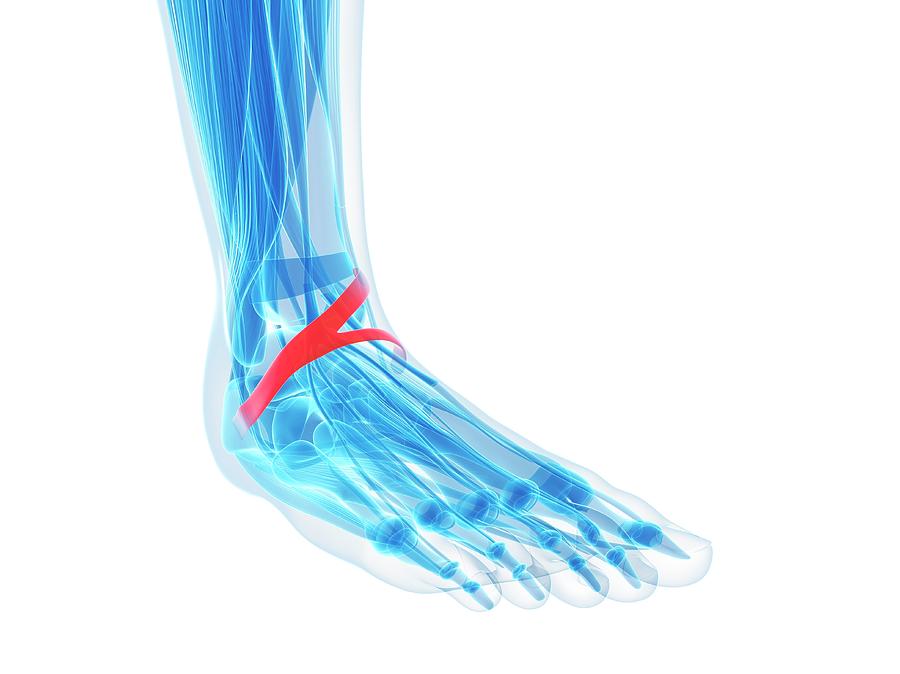 Human Foot Ligament #3 Photograph by Sebastian Kaulitzki