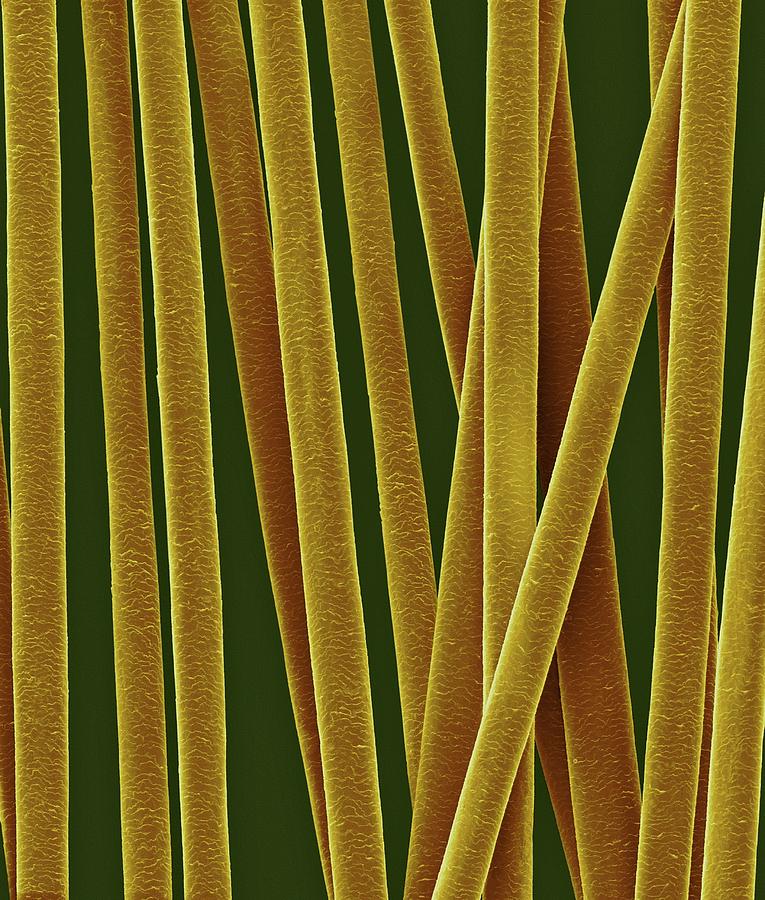 Human Hair Shafts #3 Photograph by Dennis Kunkel Microscopy/science Photo Library