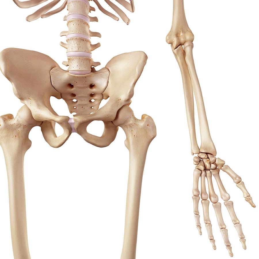 Hip Bones (Male), artwork - Stock Image - C020/4505 - Science Photo Library