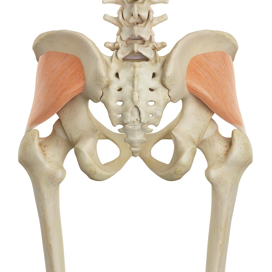 Human Hip Muscles Photograph by Sciepro - Fine Art America