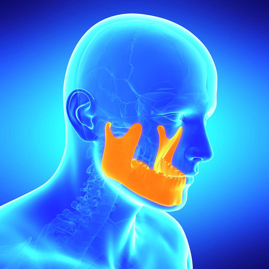 Human Jaw Bone Photograph By Sebastian Kaulitzki Pixels