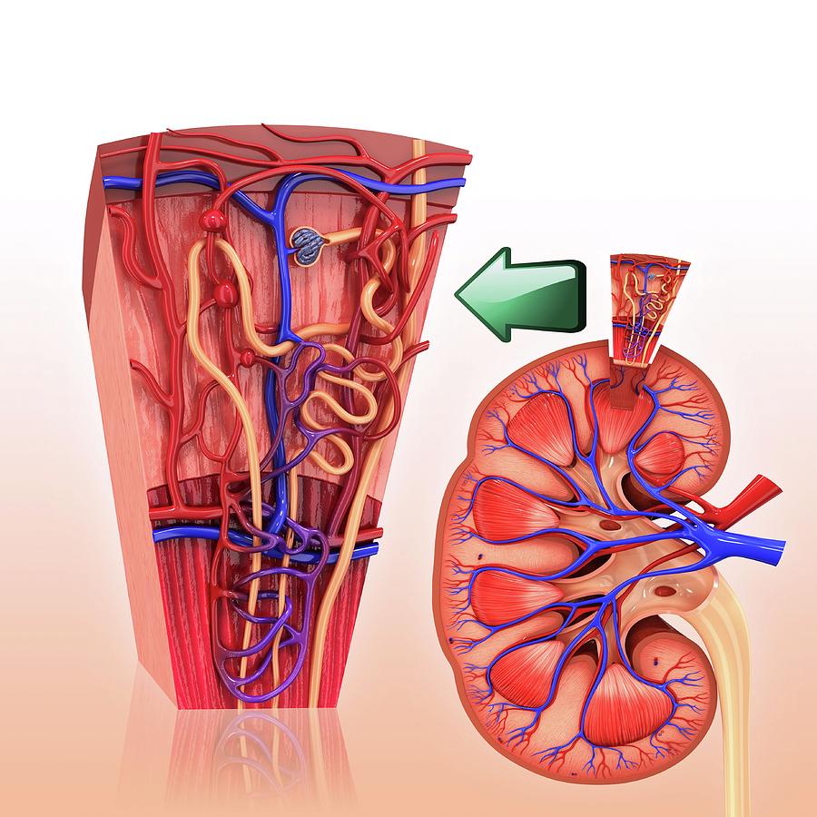 real kidney nephron