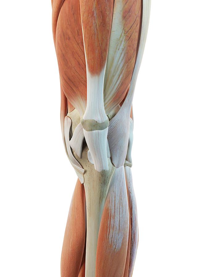 Human Knee Muscles Photograph by Sciepro - Fine Art America