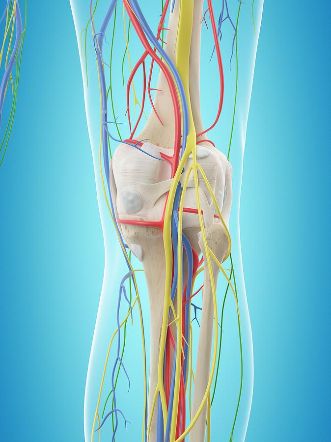 Human Leg Anatomy Photograph by Sciepro | Pixels